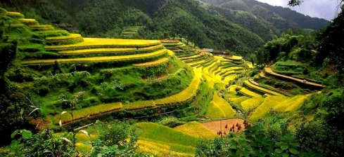 Philippine-Rice-Terraces